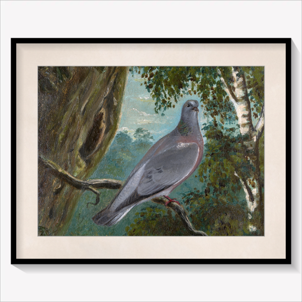 Stock Dove