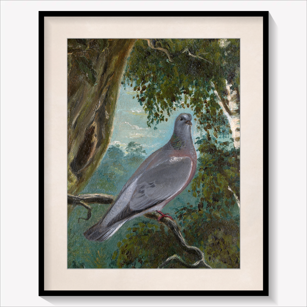 Stock Dove