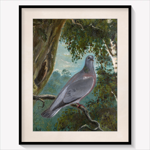 Stock Dove