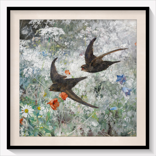 Common Swifts