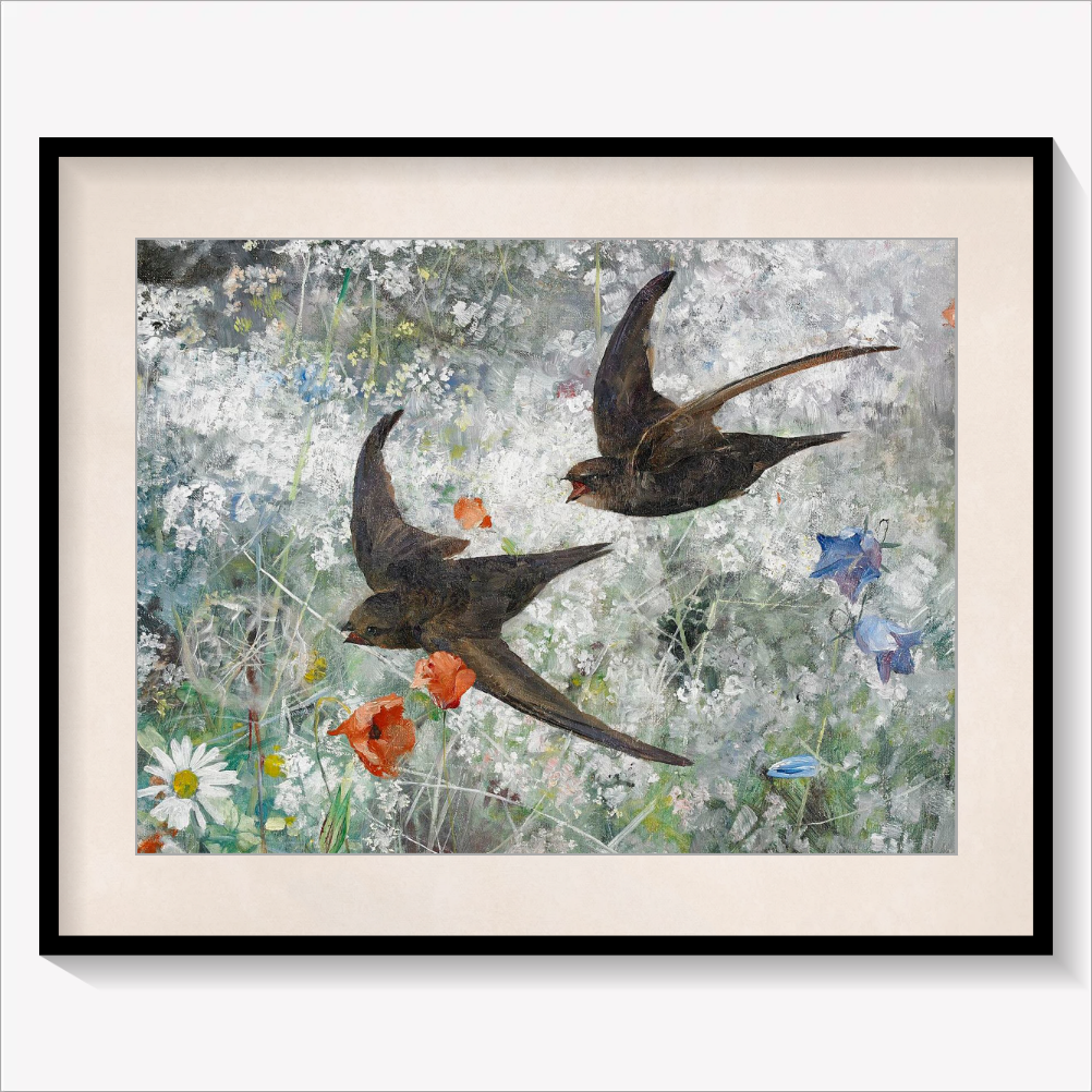Common Swifts