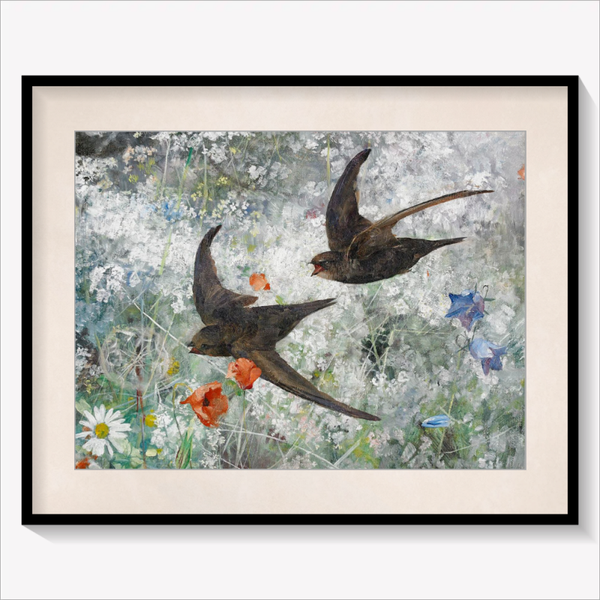 Common Swifts
