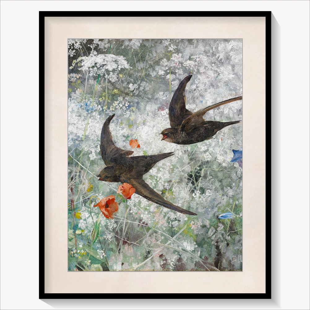 Common Swifts