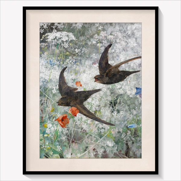 Common Swifts