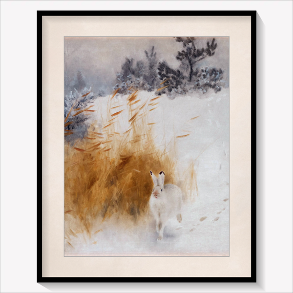 Winter Hare