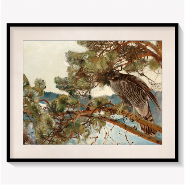 Northern Goshawk