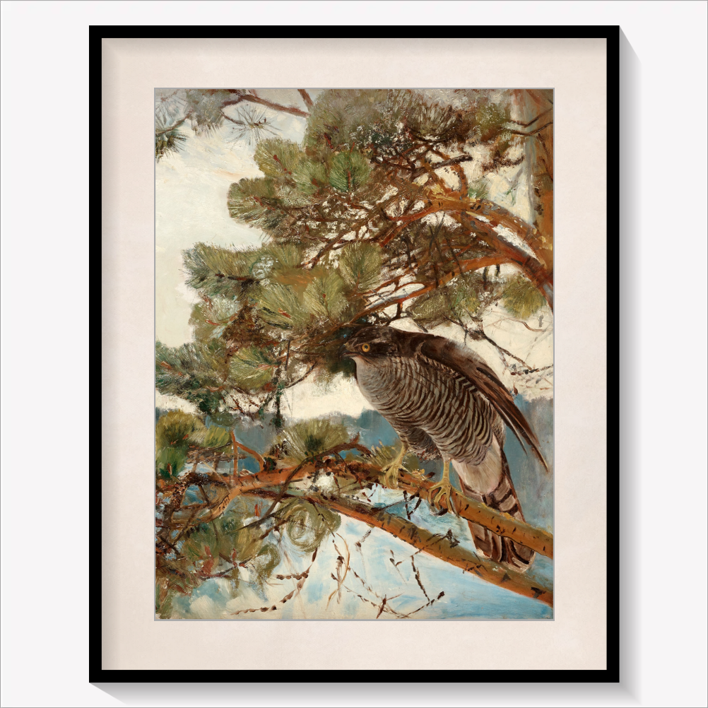 Northern Goshawk