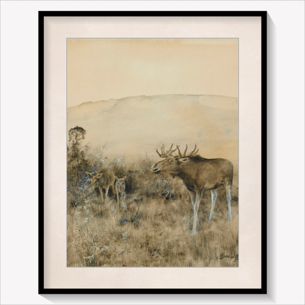 Moose Family
