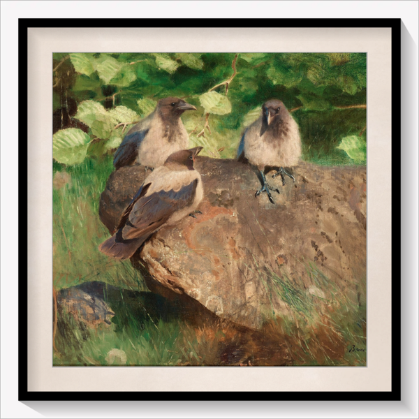 Crows