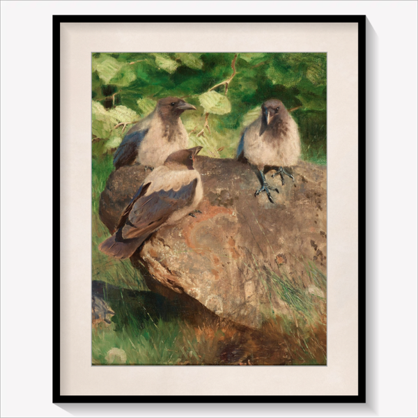 Crows