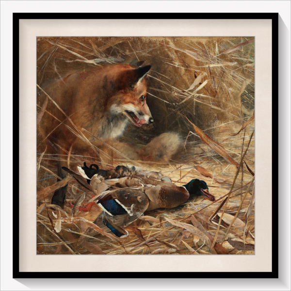 Fox and Magpies