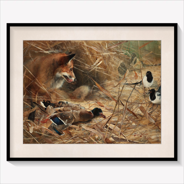 Fox and Magpies
