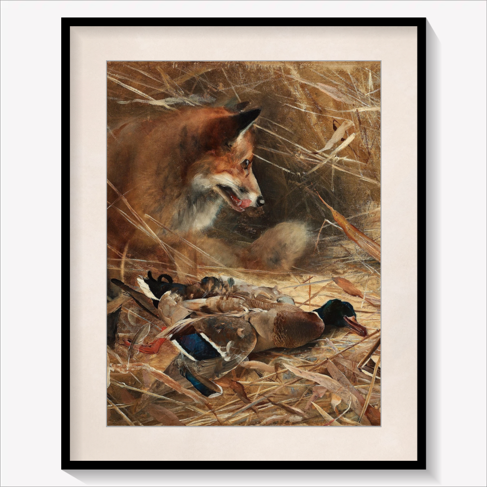 Fox and Magpies