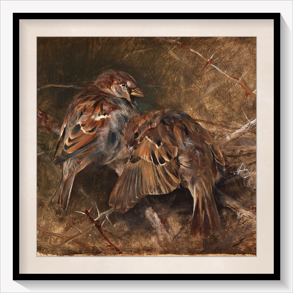 House Sparrows
