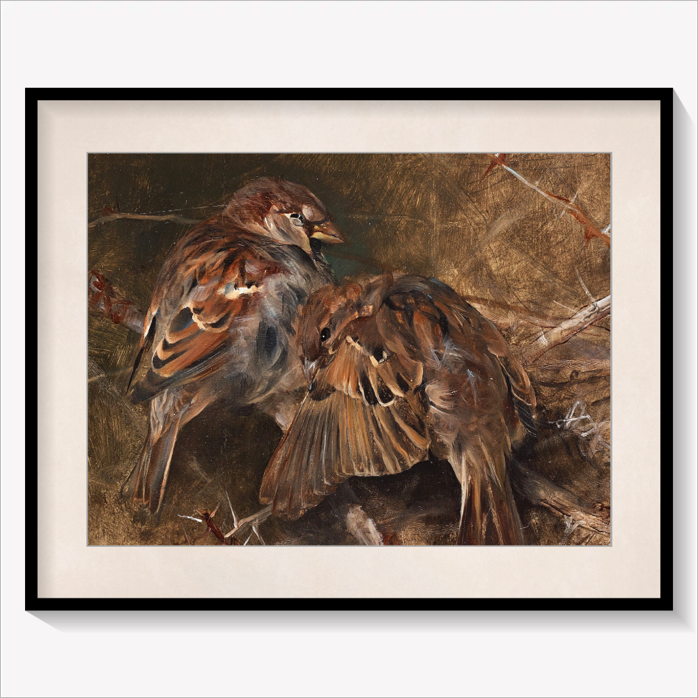 House Sparrows