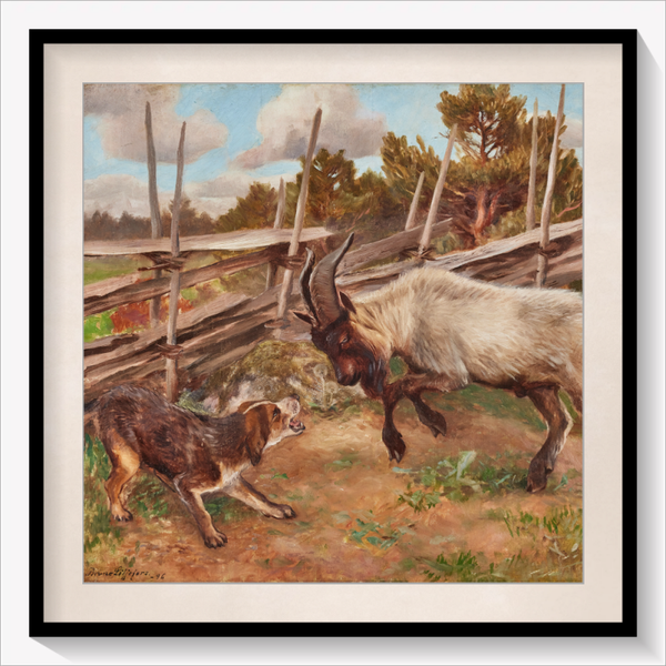 Headbutting Goat