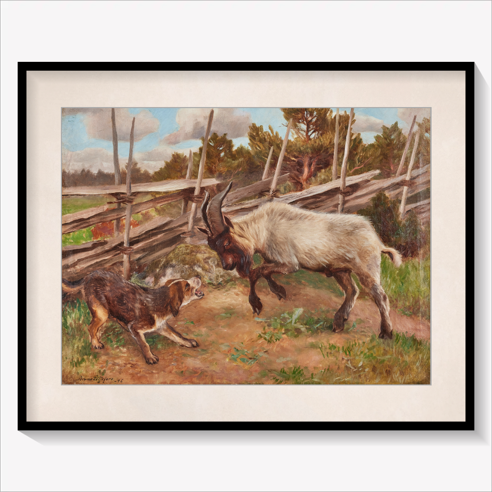 Headbutting Goat