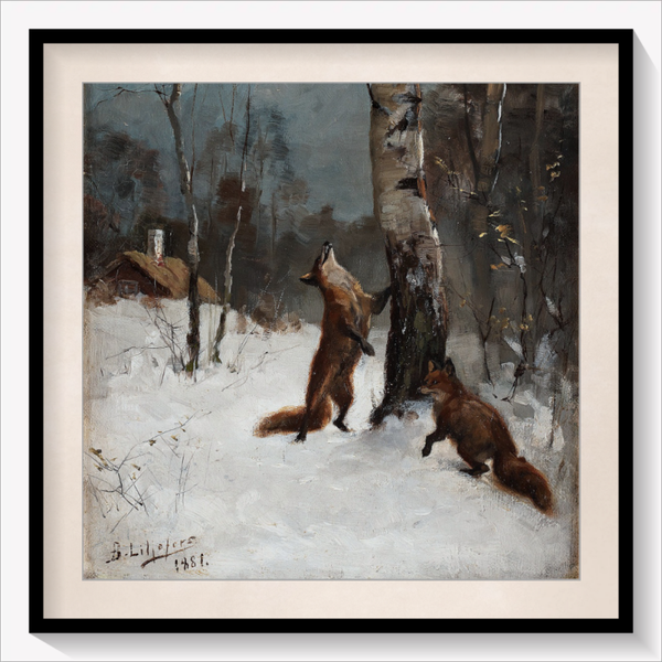 Foxes and Cat