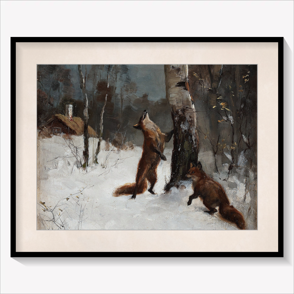 Foxes and Cat