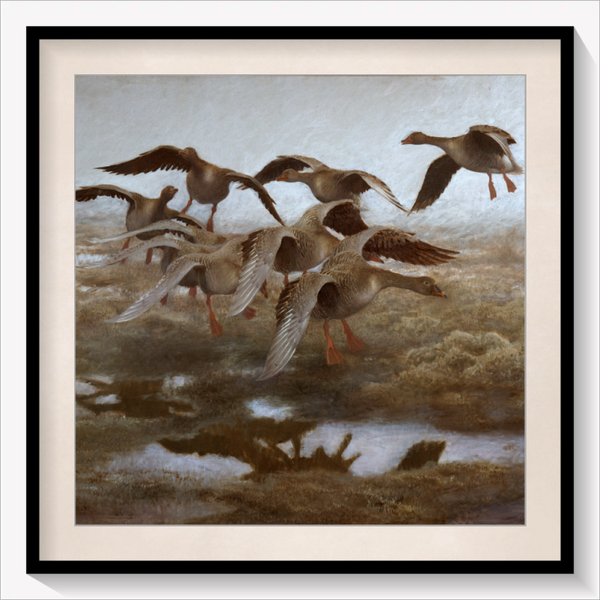Wildgeese Settling