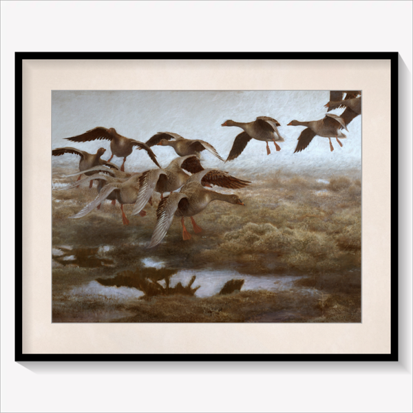 Wildgeese Settling