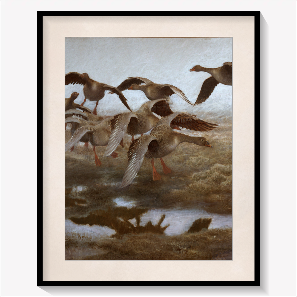 Wildgeese Settling