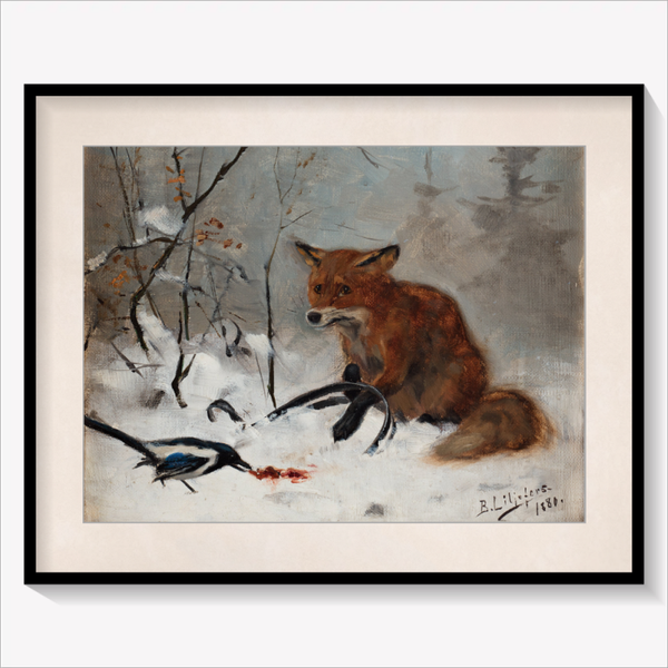 Fox caught in a Foothold Trap