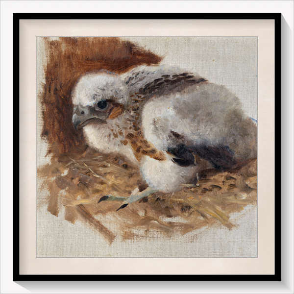 Peregrine Falcon's Nest