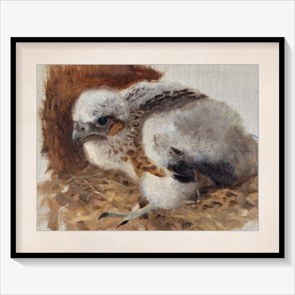 Peregrine Falcon's Nest