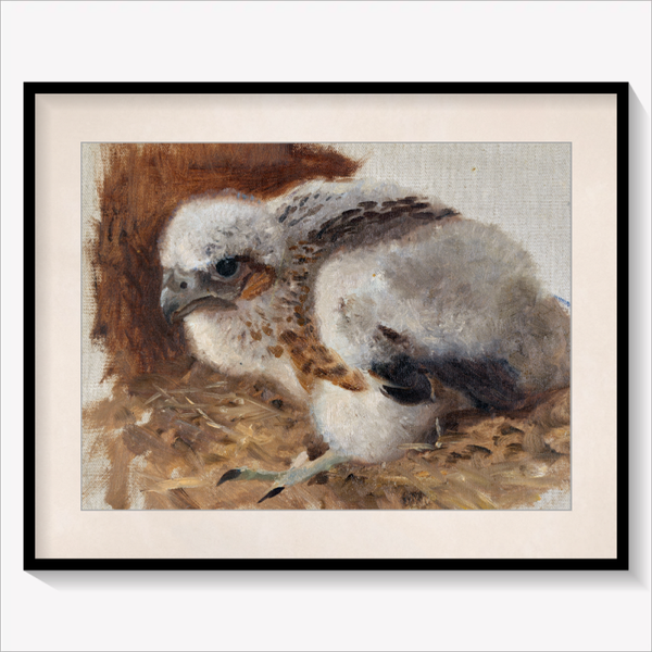Peregrine Falcon's Nest
