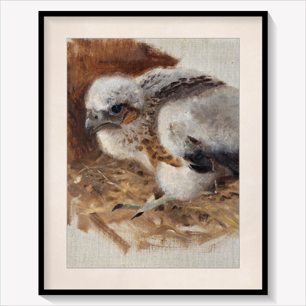 Peregrine Falcon's Nest
