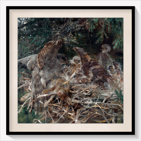 Hawk's Nest
