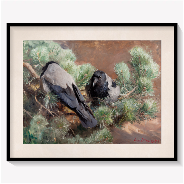 Crows