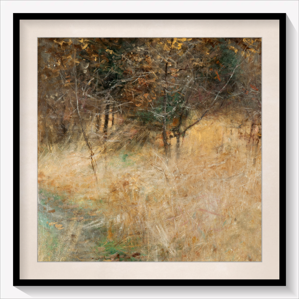 Forest Clearing
