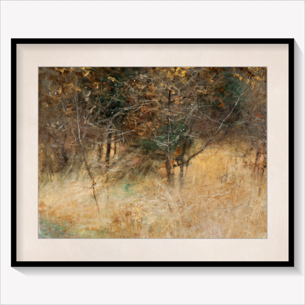 Forest Clearing