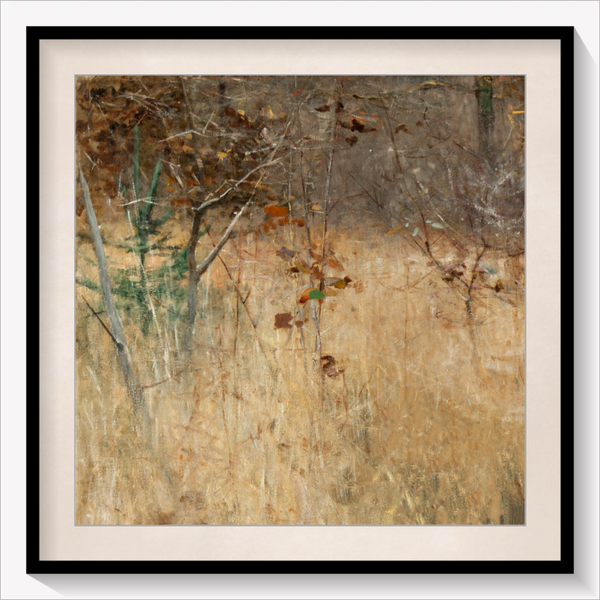 Forest Clearing