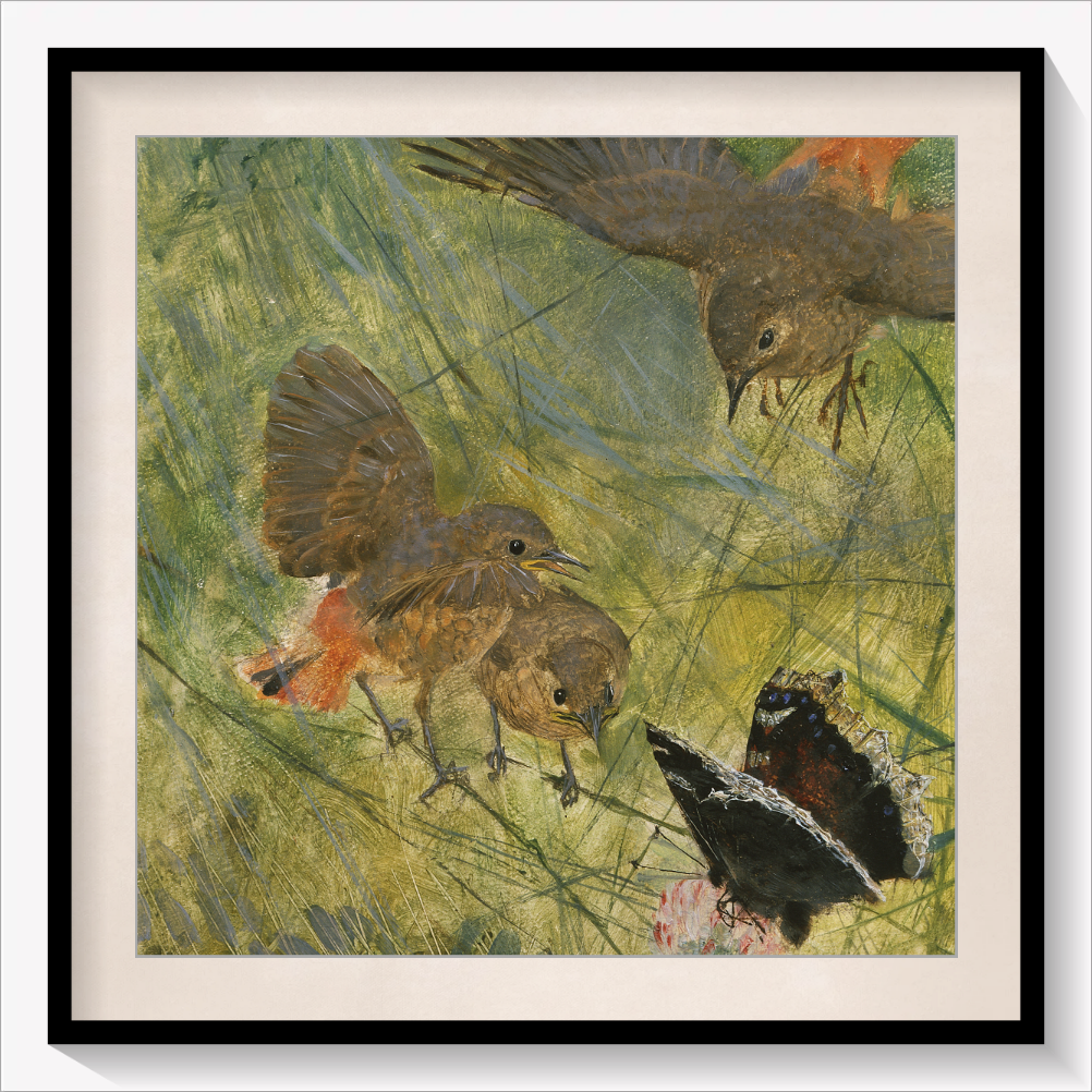 Redstarts and Butterflies