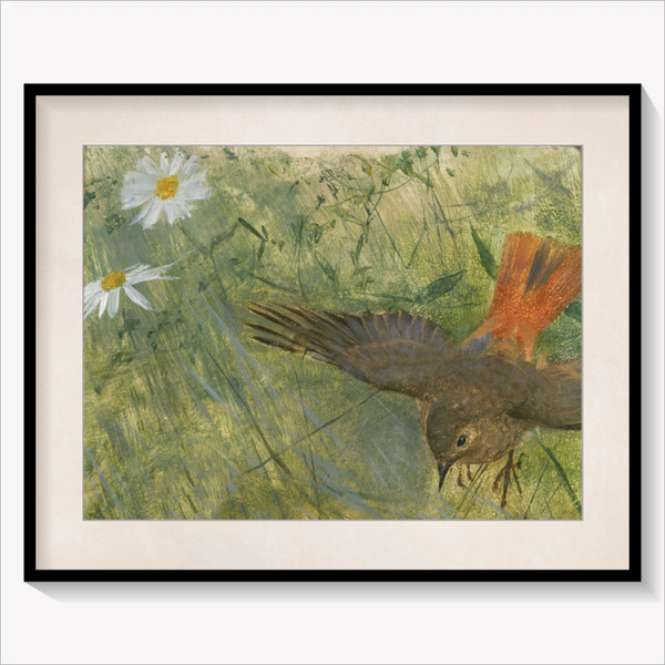 Redstarts and Butterflies
