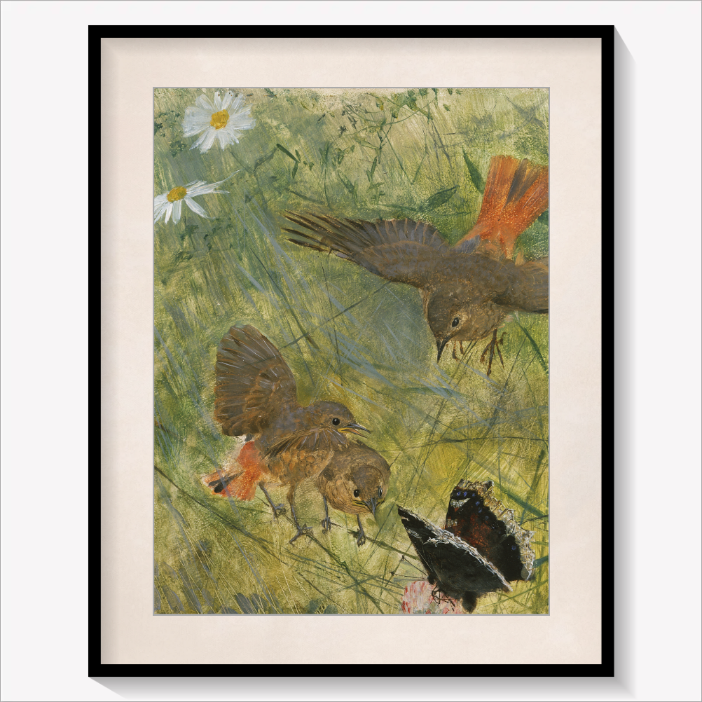 Redstarts and Butterflies