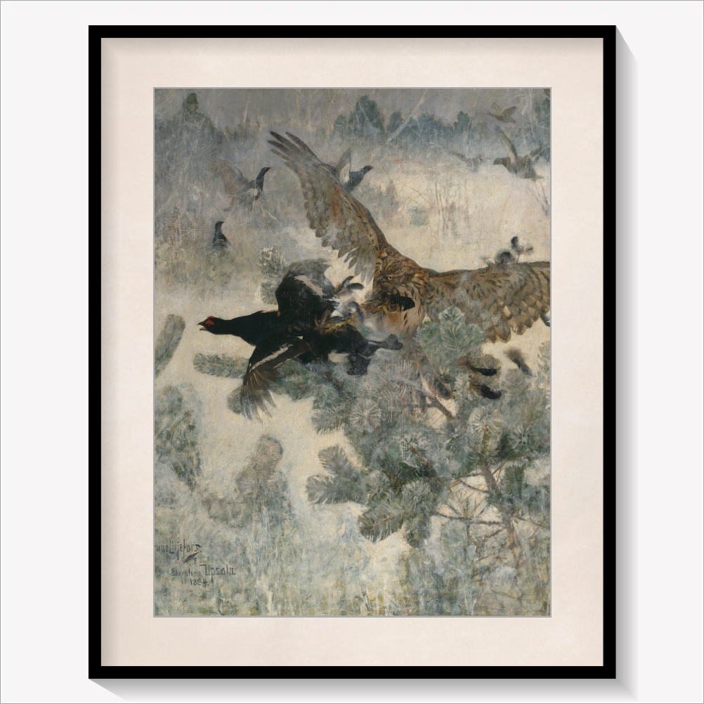 Hawk and Black-Game