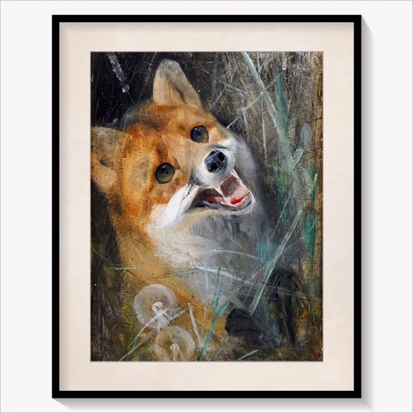 Curious Fox