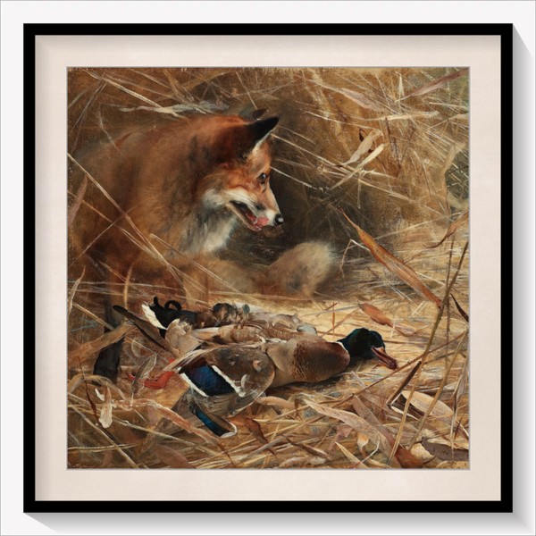 Fox and Magpies 1885