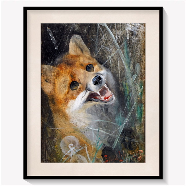 The Fox 1885
