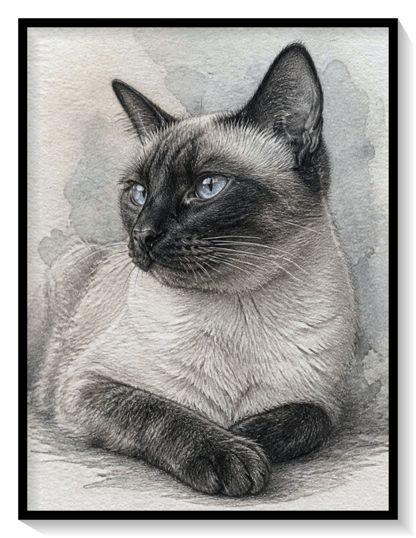 Siam Katze