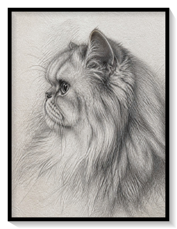 Graphit Katze
