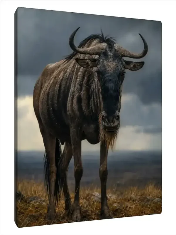 Leinwand Kunstdruck | Wildlife
