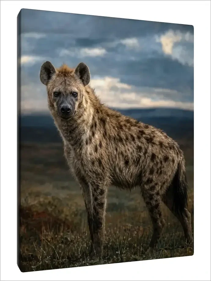 Leinwand Kunstdruck | Wildlife