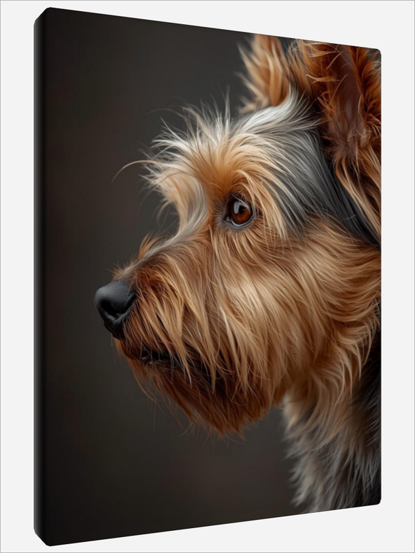 "Yorkshire Terrier"