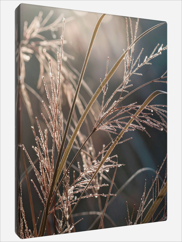 "Chinese Silver Grass"