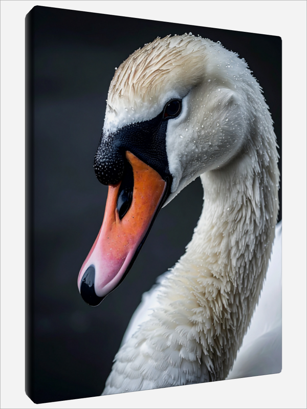 "Cygnus Olor"